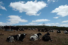 Las 840.000 vacas españolas producen 6,5 millones de toneladas de leche al año y nuestro consumo es de 9 millones.
